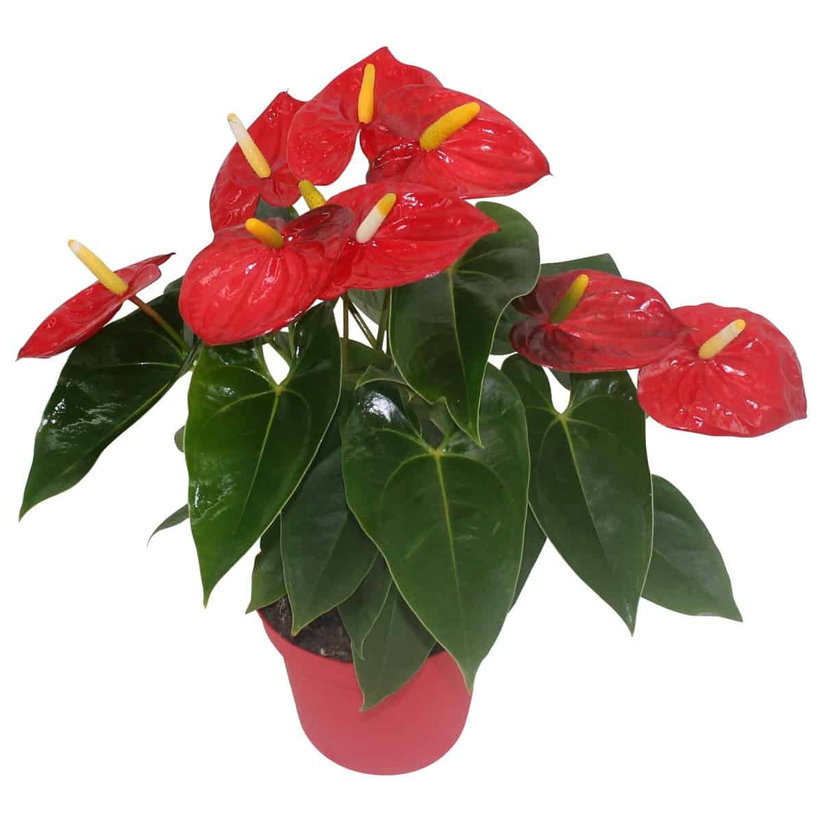 Anthurium