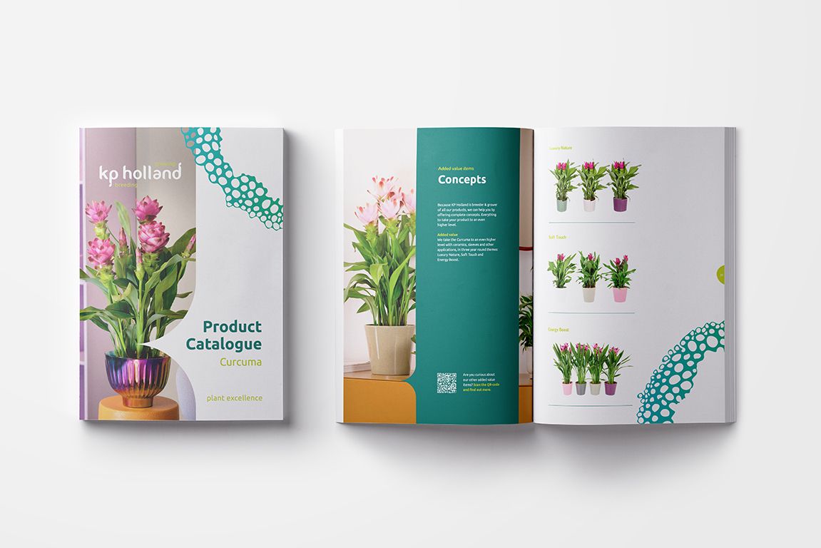 KP Holland breeding assortiment Curcuma