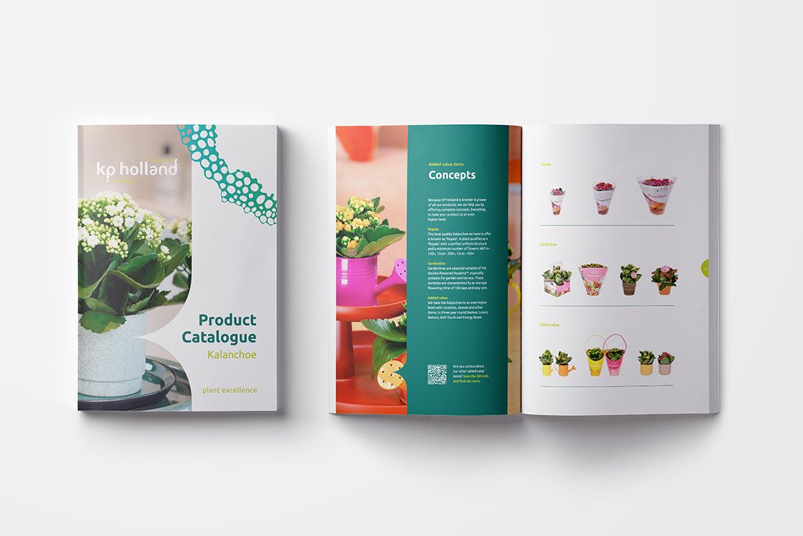 KP Holland breeding assortiment Kalanchoë