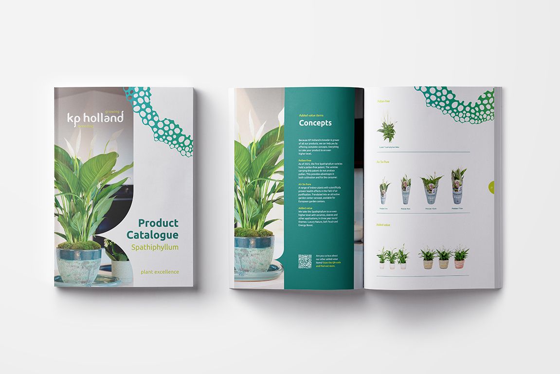KP Holland breeding assortiment Curcuma