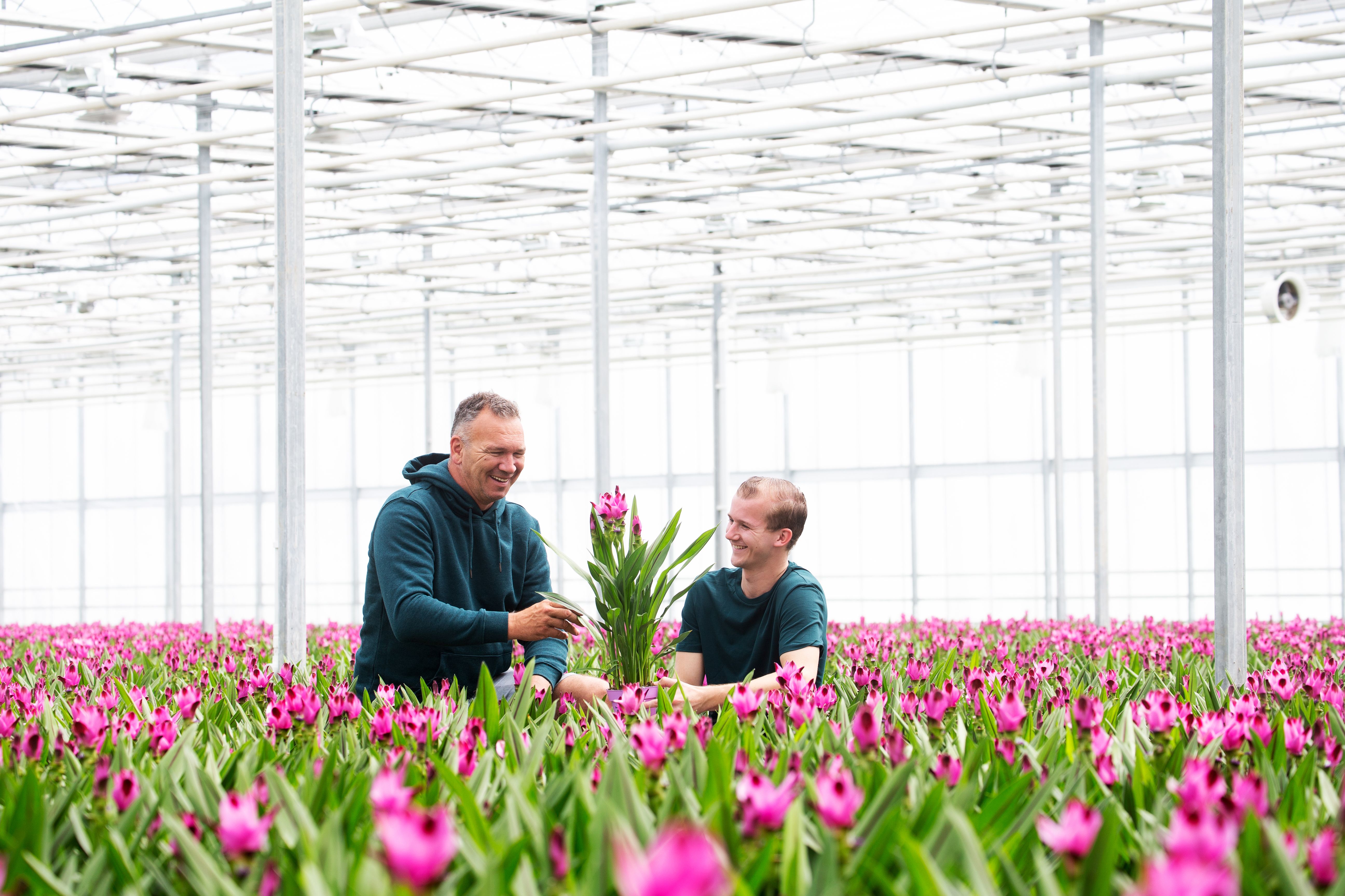 De Curcuma kamerplant is te herkennen aan de grote extravagante bloemen en de spectaculaire intense kleuren.